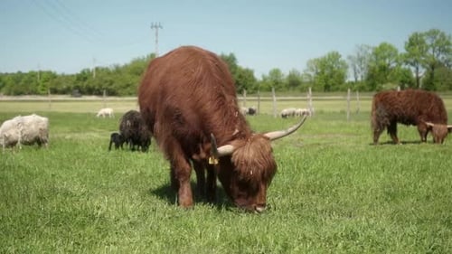 Highland Cattle Graze in Peaceful Rural Pasture