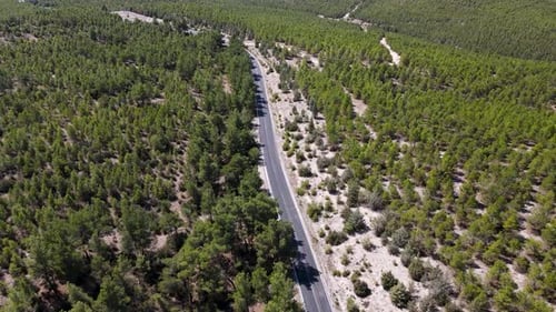 Footage A Road Through In Pine Forests