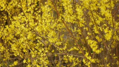 Fleurs de forsythia jaunes sur les branches d'un arbuste se déplaçant dans le vent, gros plan