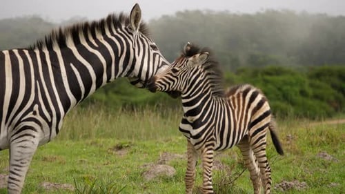 Burchell's Zebras, mother and foal in Addo Elephant National park, foggy day