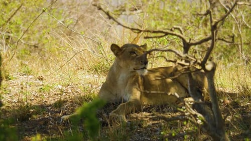 Löwin liegt im Schatten einiger Bäume im afrikanischen Busch.