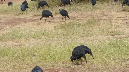 Geier-Perlhuhn, der auf Grasland im Samburu-Nationalreservat Kenia spaziert.