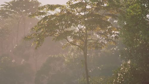 Morning Sunlight Filters Through Lush Jungle Foliage in a Serene Landscape