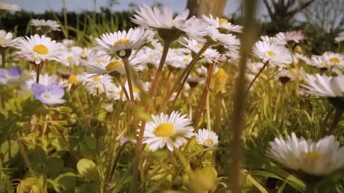 Blooming Daisies in the Garden