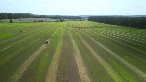 Round Hay Bales on the Green Field