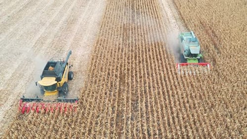 Aerial Shot of Combines Gathering Corn Crop at Field Flying Over Harvesters During Harvesting View