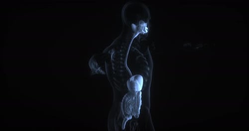 3D Animated Human Digestive System X-Ray Scan