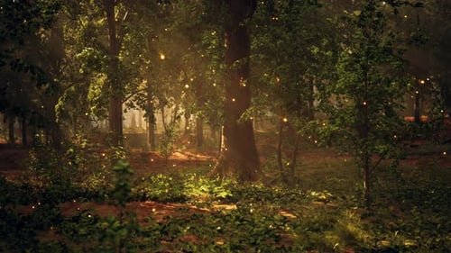 A Forest Filled with Lots of Trees and Lights