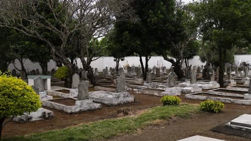 Alter Friedhof mit Steingräbern und Laubbäumen, die zwischen Grabsteinen wachsen