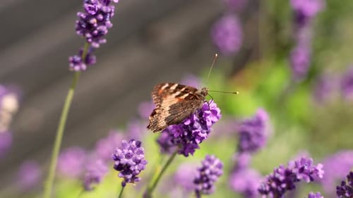 Papillon pollinisant une fleur de lavande violette