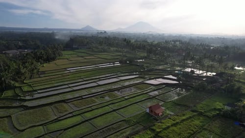 Campos de arroz en Bali