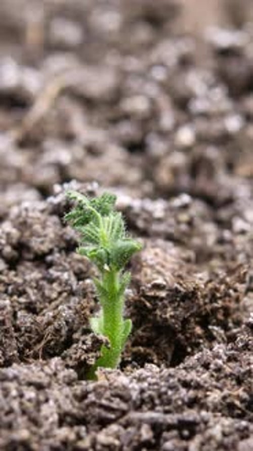 4K - Vertical Growing Plant Chickpeas