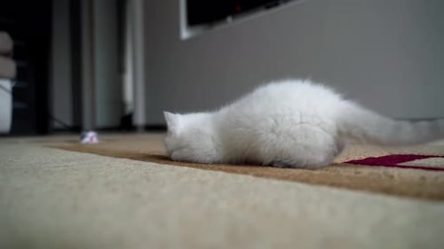 Fluffy White Kitten Plays with Toy at Home