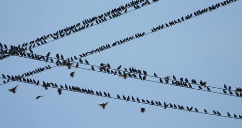 A flock of European starlings (Sturnus vulgaris) roost on overhead wires. Occitania, Southern France