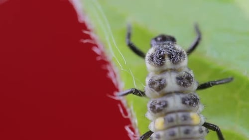 Macro rapprochée d'une larve de coccinelle à deux points en studio se reposant et rampant sur une feuille verte 01
