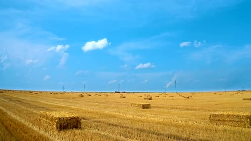 Field with straw bales. Beautiful yellow agricultural field after harvesting wheat