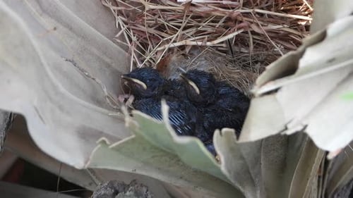 Red vented bubul bird chicks in nest.