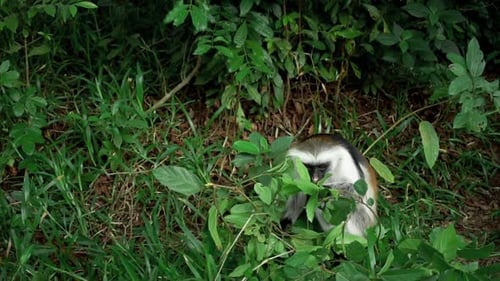 Monkey Eating Leaves in Tropical Greenery