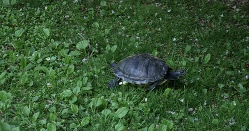 Eine Rotohrschildkröte, die auf dem Gras läuft.