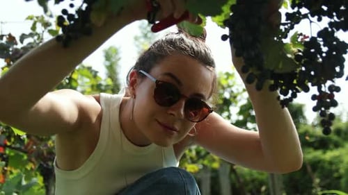 Grape Harvest in Georgia Brunette Woman Picking Grapes