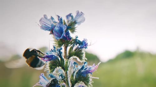 Insecto ocupado entre azules y