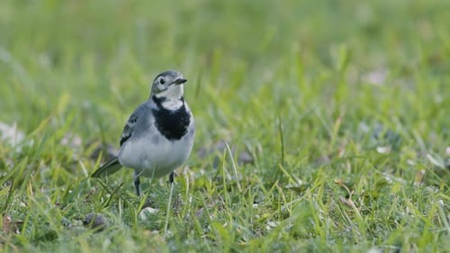 White wagtail searching for food flies in the grass close up slow motion