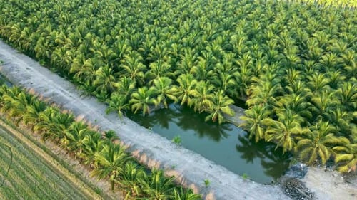 The tops of palm trees are green and yellow. Aerial view drone flies over a large coconut grove. Cul