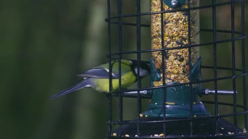Kohlmeise ernährt sich vom Vogelhäuschen im Garten in Großbritannien