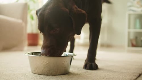Labrador Dog Drinking Water