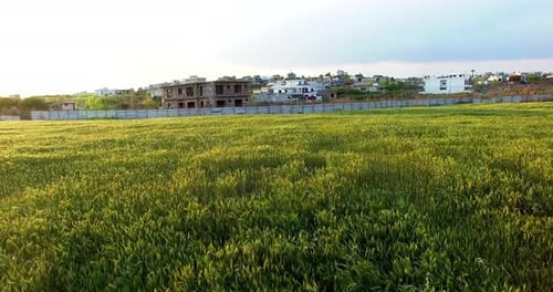 Aerial view of a healthy farms near a city, Crop is swinging by the wind, an under constructed house