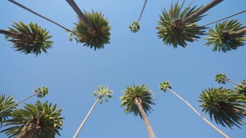 Beautiful Palm Trees in Picturesque Beverly Hills Los Angeles
