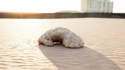 Old White Coral on Sand Beach