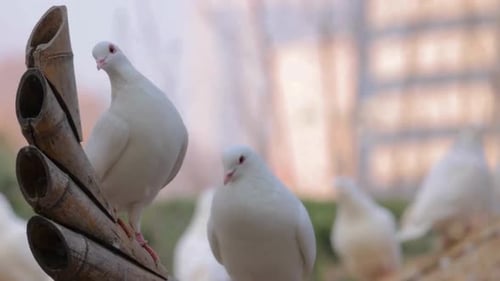 Palomas blancas, filmadas en 4K