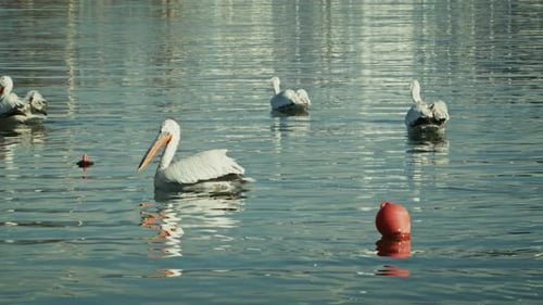 Animal Pelican On Sea Water