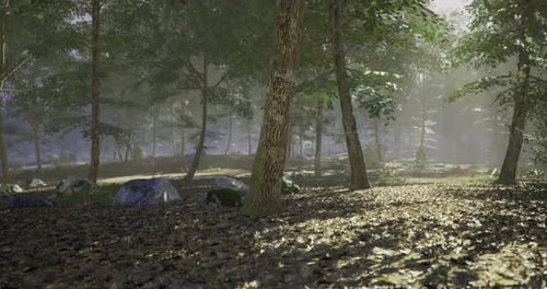 Sunlight Filters Through Dense Forest Canopy Creating Serene Atmosphere