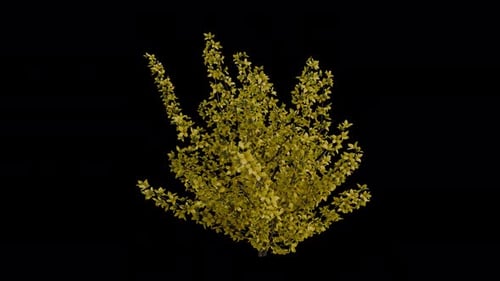 Animation en
boucle de la frontière Forsythia soufflant dans le vent. Fond transparent. Canal Alpha