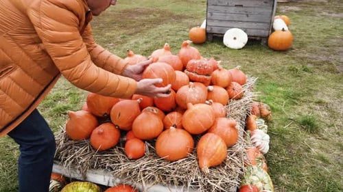 Pumpkin Patch at Farm