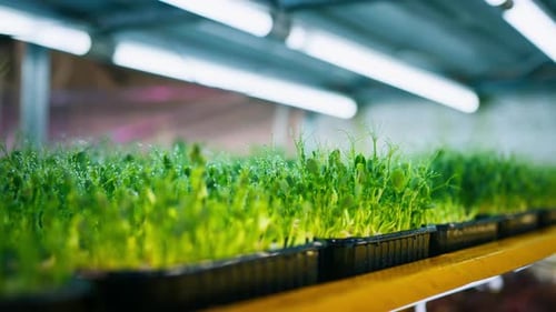 close-up of juicy young green sprouts with water drops watering seedlings farm microgreens