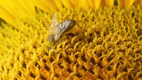 Honeybee Sitting Gathering Pollen Nectar From Sunflower At Summer Macro View
