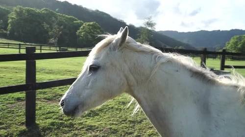 White Horse Standing Near Camera On Green Grassy Paddock