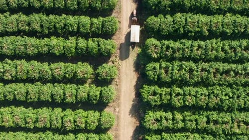 Grapefruit orchard with ripe clusters of citrus hanging on branches ready for picking