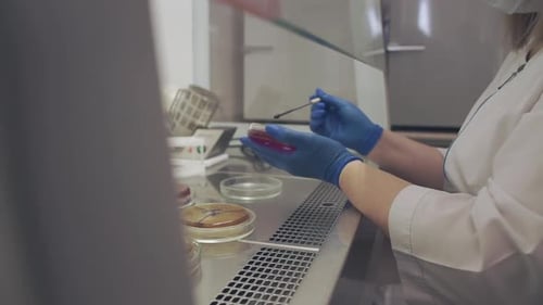 Woman Handling Petri Dishes in a Laboratory