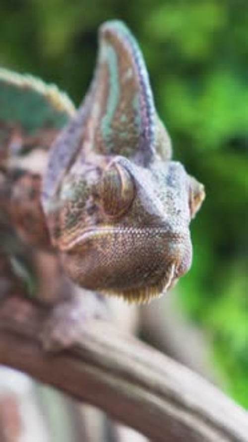 Caméléon vertical du Yémen saisissant une branche aux couleurs vives