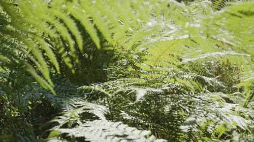 Slow motion camera along between fern branches close up in sunny forest. Presence effect.