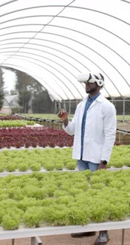 Vertical video: Using VR headset, man inspecting hydroponic vegetable garden in greenhouse