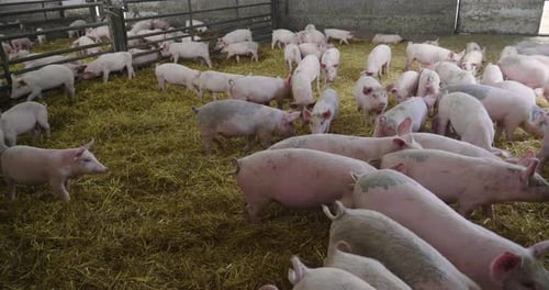 On the farm, group beautiful pigs (pink, brown) were let out for a walk al