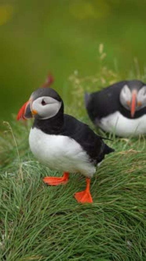 Macareux sur herbe verte avec des mouvements subtils en Islande