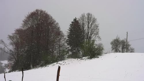 Snow Falling on a Winter Landscape