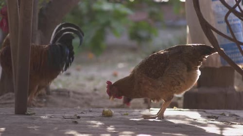 Chickens Peck and Feed in Rural Setting