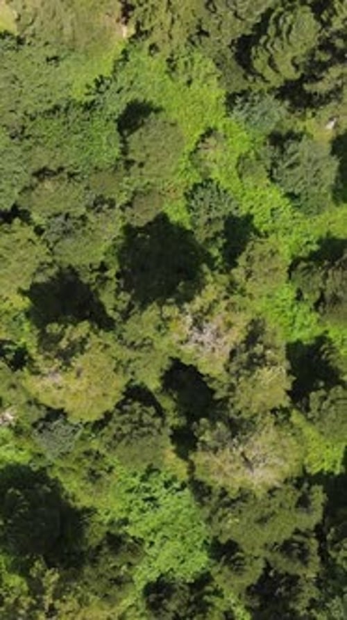 Nature Forest Environment Green Natural Forest Treetops Aerial Drone
